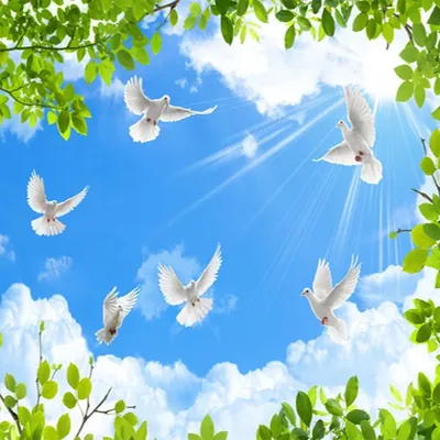 три голубя птицы летящих в синем небе Stock-Foto | Adobe Stock