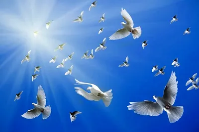 Стая птиц в голубом небе голуби в небе города | Премиум Фото