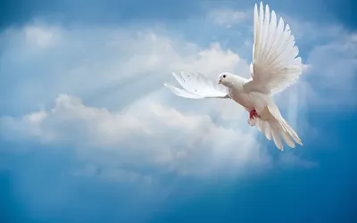 Белые голуби в небе (30 фото) - 30 фото