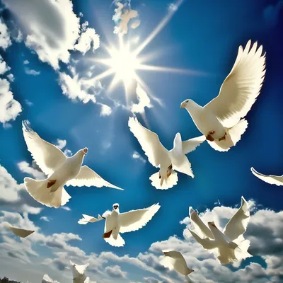 Картинки голуби в небе - 66 фото