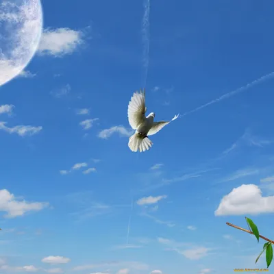Белый Святой Голубь летит в небе вертикальное изображение стоковое фото  ©bolina 103507932