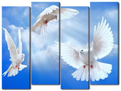 три голубя птицы летящих в синем небе Stock Photo | Adobe Stock