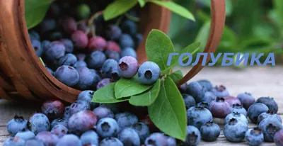 Голубика высокорослая семена (Vaccinium corymbosum) - Цена: €1.85