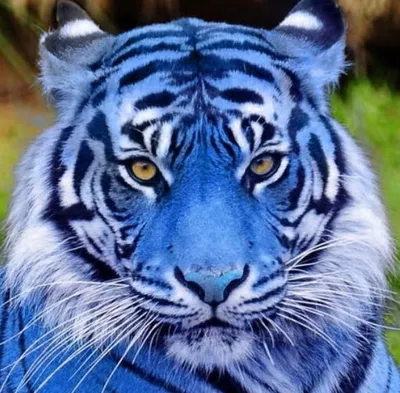 Картинки голубой тигр - 78 фото