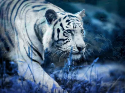 голубой тигр с цветами. близнецы зодиака. Иллюстрация штока - иллюстрации  насчитывающей знак, картина: 240979065