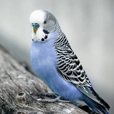 Голубой волнистый попугай фото фото
