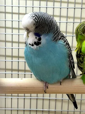 Попугай Волнистый Синий самец купить в интернет-магазине AQUA-SHOP