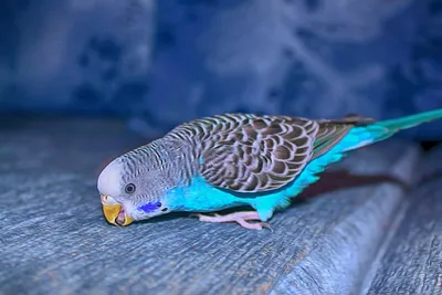 Волнистый попугай, голубой» — создано в Шедевруме