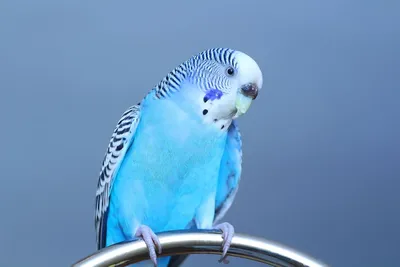 Голубой волнистый попугай стоковое изображение. изображение насчитывающей  дом - 70659445