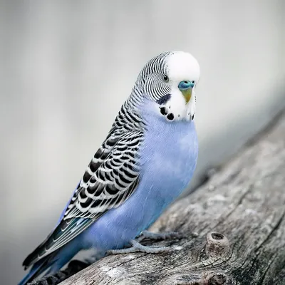 Волнистый попугай голубой реалистичный…» — создано в Шедевруме