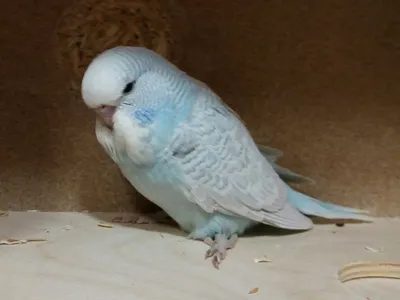 Волнистый голубой попугай (53 лучших фото)
