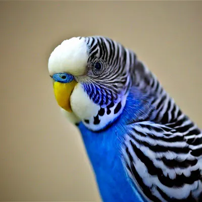 Волнистый попугай - 63 фото