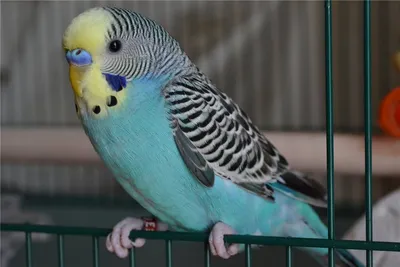 Красивая голубая птица, волнистый попугай Стоковое Изображение -  изображение насчитывающей ангстрома, тварь: 108461463