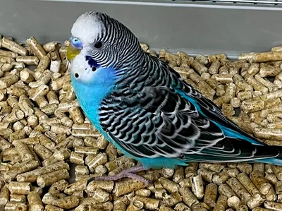 Голубой волнистый попугай» — создано в Шедевруме