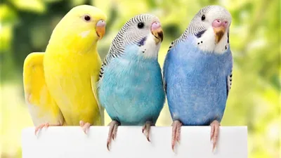 Голубой волнистый попугай сидит на выходе клетки Стоковое Изображение -  изображение насчитывающей болтун, естественно: 113793005