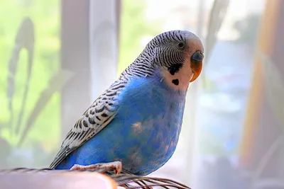 Фигурка Mojo Animal Planet Птица Голубой волнистый попугайчик 4 см, Моджо -  купить с доставкой по выгодным ценам в интернет-магазине OZON (729328934)