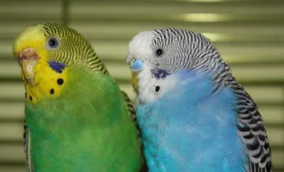 Голубой волнистый попугай на ветке …» — создано в Шедевруме