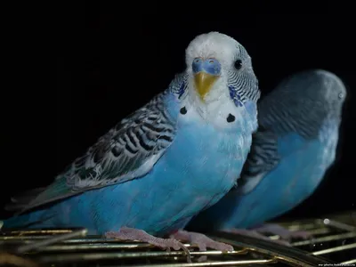 Голубой волнистый попугайчик - картинки и фото poknok.art