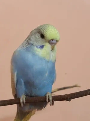 Все, что нужно знать о голубых волнистых попугаях