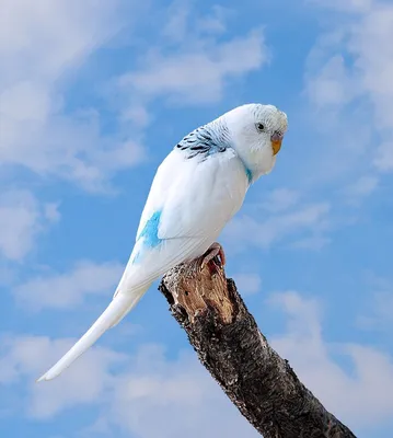 Голубой волнистый попугай сидит на шкафе Стоковое Фото - изображение  насчитывающей словоохотливо, биографической: 84453126
