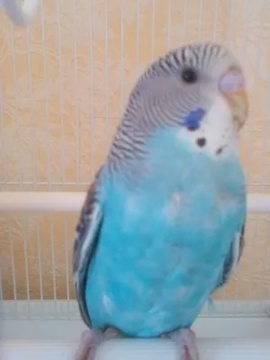 Пропал голубой волнистый попугай. Помогите найти! | Pet911.ru