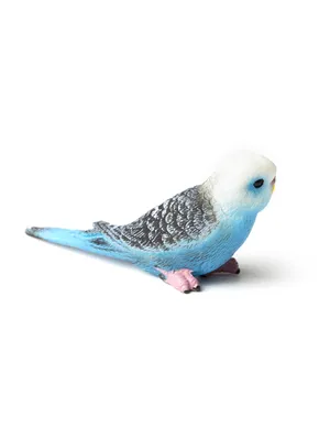 Волнистый попугай / Melopsittacus undulatus - «Наш голубой попугай Кеша  фокусник! Как происходит покупка попугая? Фото и цены.» | отзывы