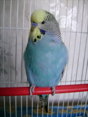 Волнистый попугай голубого цвета (50 фото) - красивые фото и картинки  pofoto.club