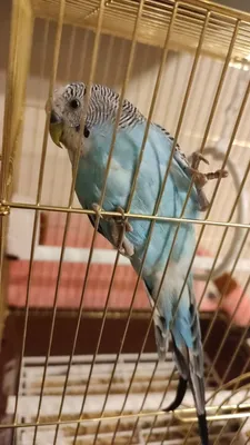 Тошка-Капитошка голубой волнистый попугай | Попугай