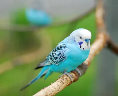 Радужный волнистый попугай - «Король среди волнистых попугаев. Редкий,  красивый, белая кость голубая кровь» | отзывы