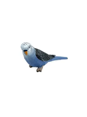 Голубой волнистый попугай на белой предпосылке Стоковое Фото - изображение  насчитывающей перо, мало: 134915610