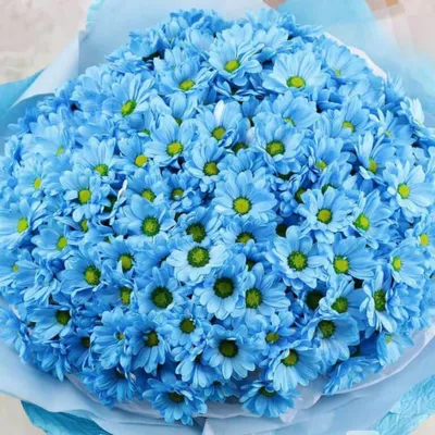 51 голубая кустовая хризантема в букете за 13 990 руб. | Бесплатная  доставка цветов по Москве