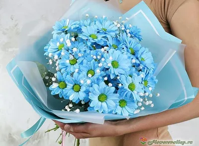 19 бело-синих крупных хризантем за 7 490 руб. | Бесплатная доставка цветов  по Москве