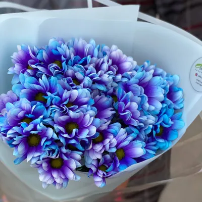 9 голубых хризантем с гипсофилой за 4 690 руб. | Бесплатная доставка цветов  по Москве