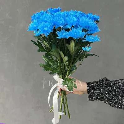 Букет 5 голубых хризантем Вицус — купить в Екатеринбурге