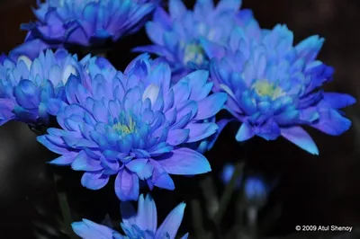 Букет из 5 синих кустовых хризантем купить недорого с доставкой в Челябинске