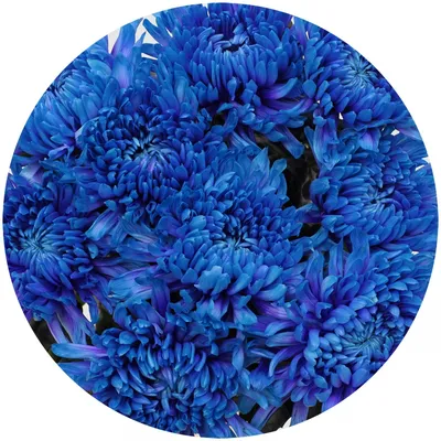 Купить букет из хризантем «Голубая волна» в Октябрьском - «Галерея роз»