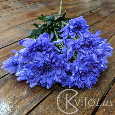Купить Букет из синих и голубых хризантем с колосьями №50793 в Ногинске