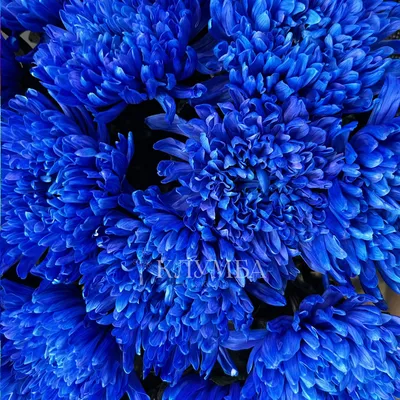 Купить «Хризантемы в коробке «Голубая лагуна»» в Зеленограде - «ZelRoses»