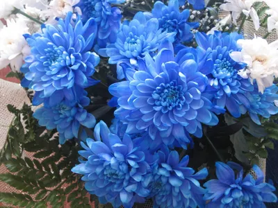 Сине-голубой микс из 29 кустовых хризантем за 9 090 руб. | Бесплатная  доставка цветов по Москве