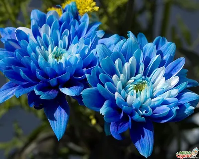Букет с белой и голубой хризантемой 9шт. — купить в интернет-магазине по  низкой цене на Яндекс Маркете