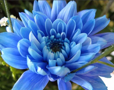 Синие или голубые хризантемы! | Сад хризантем | Дзен