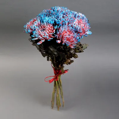 голубые хризантемы стоковое изображение. изображение насчитывающей цветасто  - 20041187