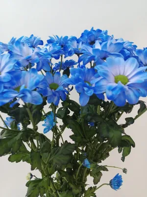 Букет розово-голубых хризантем 🌺 купить в Киеве с доставкой - цена от  Камелия