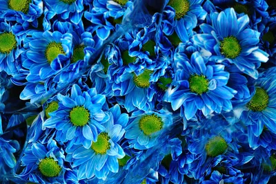 голубая хризантема стоковое фото. изображение насчитывающей страсть -  45674388