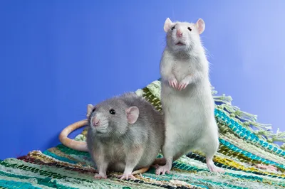 Декоративная крыса - «Симпатичные, умненькие, милые зверьки. Но вонючие.  История о том, как у меня жили 9 крыс. Фото роста и развития крысят. Фото голубой  крысы.» | отзывы