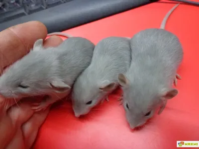 Какие породы крыс есть на нашей планете | Интересные интересности (ИИ) |  Дзен