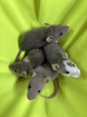 Крыса в голубых кроссовках» — создано в Шедевруме