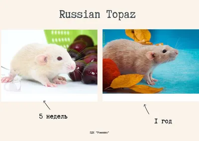 Крысы крысята дамбо голубой – купить в Москве, цена 1 000 руб., продано 10  мая 2018 – Грызуны