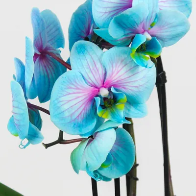 Голубые орхидеи фото фото