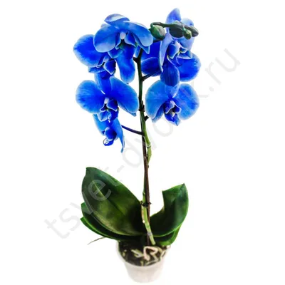 Купить голубую орхидею фаленопсис в интернет-магазине с доставкой.